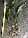 aspidistra elatior flower Servizi di spedizione molto veloci