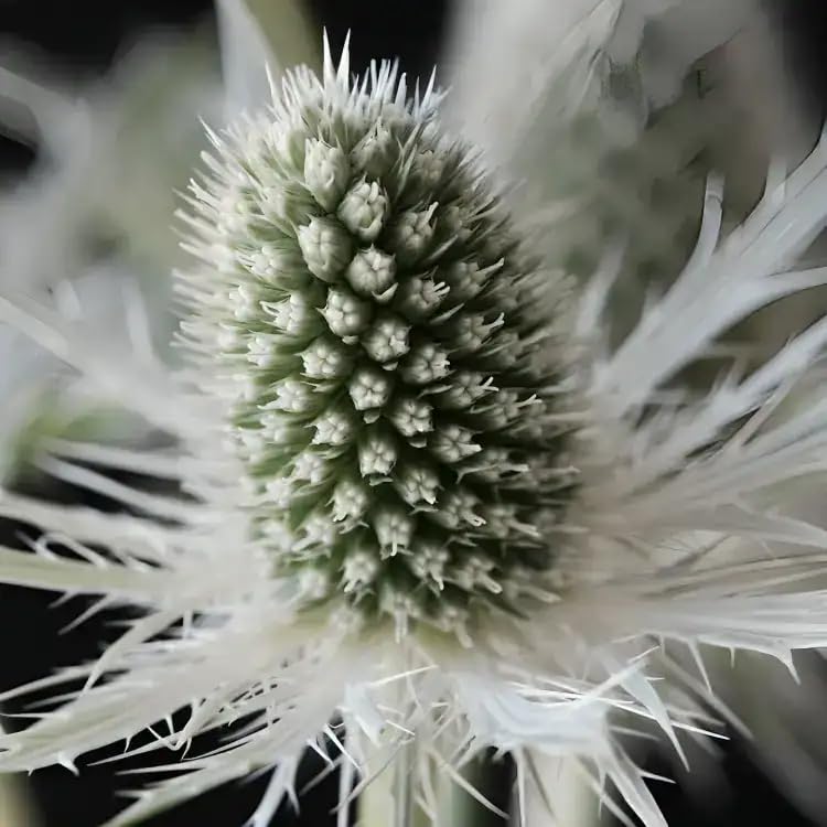 Eryngium ‘Magical White Lagoon' - Perennial Plant That is Ready to Plant Out- Comes Back Every Year (Hardy) - Flowers from Summer to Autumn- Loved by Bees (Middleton Nurseries) (1L(11cm))