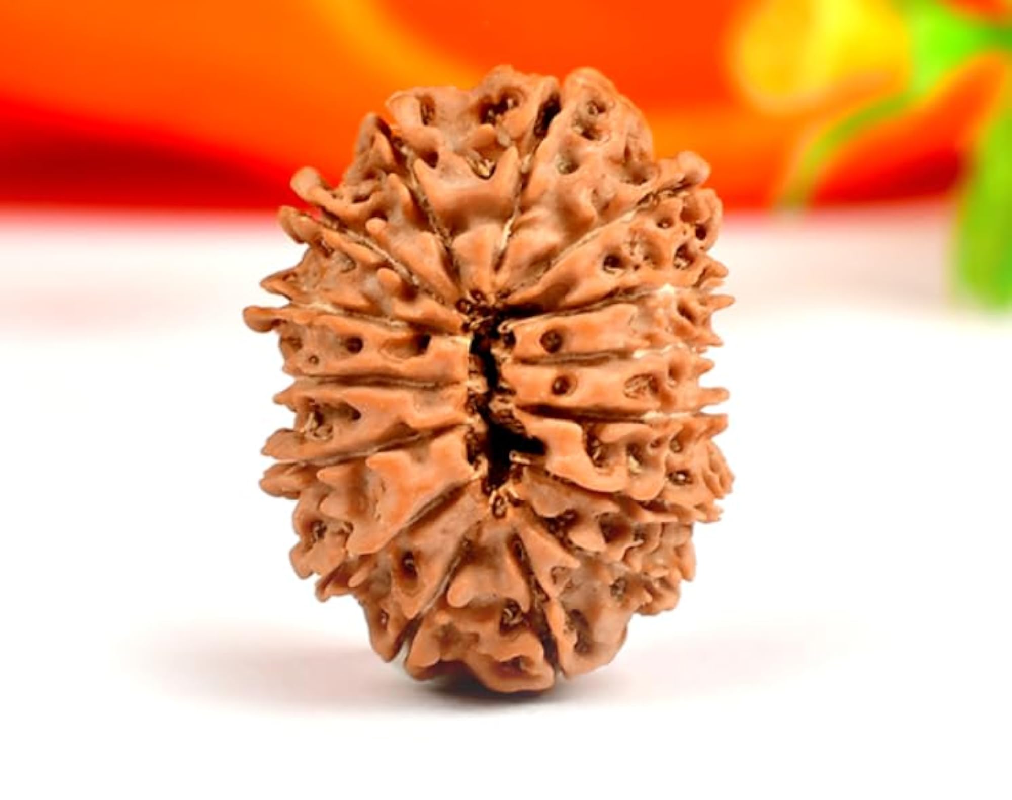 Real 15 Mukhi Rudraksha Original Lab Certified, Nepali