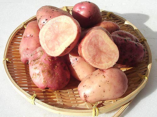 北海道四季工房 北海道剣淵産 インカレッド（Ｍ～Ｌ混）北海道産じゃがいも