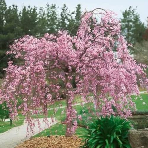 Chuxay Garden Dwarf Purple Weeping Cherry Tree-Weeping Higan Cherry,Prunus Pendula 'Pendula Rosea' 5 Seeds Striking Landscaping Plant #TOP2
