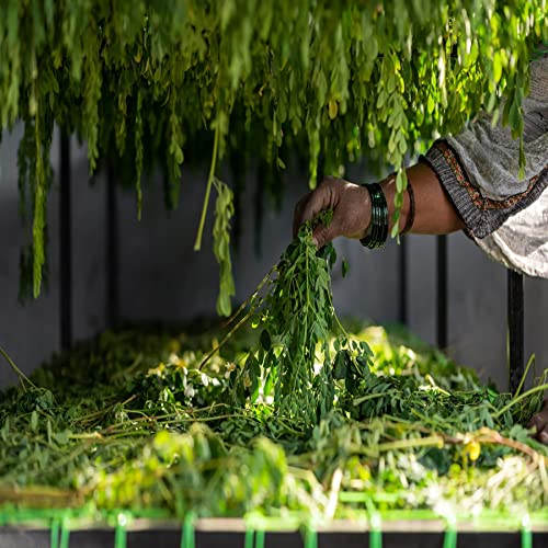 Two Brothers Organic Farms Moringa Powder, made using Farm Grown Organic Moringa Leaves (Drumstick) | Rich in Nutrients | Chemical Free Lab - Tested 100 gms - Image 4