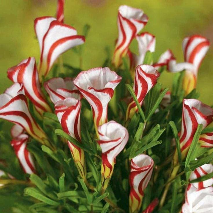 Radha Krishna Agriculture® Oxalis Triangularis mix colour Flower Bulbs For Outdoor And Indoor Gardening Pack of 4 Bulbs (B0B1DYB4FS) Amazon Price History, Amazon Price Tracker