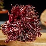 Toona Sinensis, Chinesischer Gemuesebaum, alte gemüsesorten pflanzensamen wintergemüse kaufen gartenkräuter 500Samen