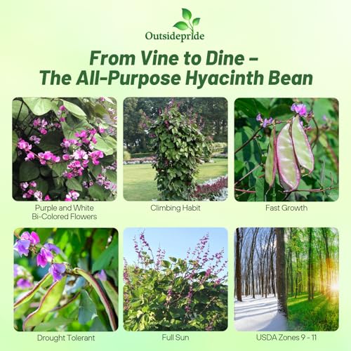 Image of Outsidepride Green Lablab Hyacinth Bean Vine Seeds - 200 Pcs Perennial, Fast Growing Vegetable Seeds for Planting with Fragrant Foliage for Garden & Edible Flower and Pods for Culinary Uses