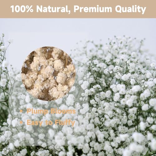 Ramo de Gypsophila Seco Blanco Puro 6-7.8 Pulgadas miniatura 3