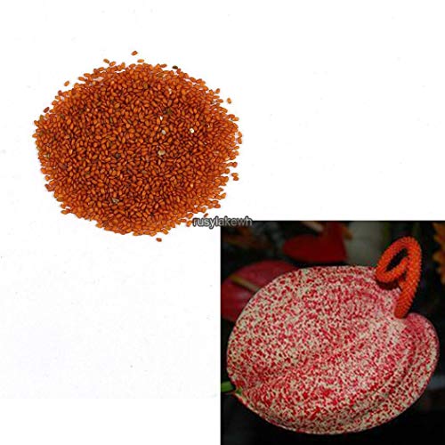 Price comparison product image HIGH GERMINATION SEEDS ONLY NOT PLANTS: Type5 : New N Adorable Flower Fragrant Blooms Red Palm Flower Seeds Rlwh 01