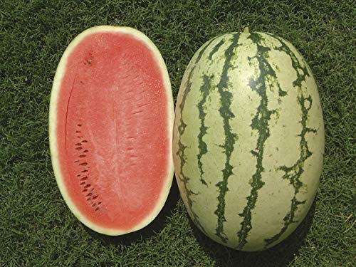 Creative Farmer Vegetable Seeds Tarbooz Seeds – Watermelon Striped Oval Seeds Seeds For Gardening Home Garden Seeds Creative Farmer Vegetable Seeds Tarbooz Seeds – Watermelon Striped Oval Seeds Seeds For Gardening Home Garden Seeds