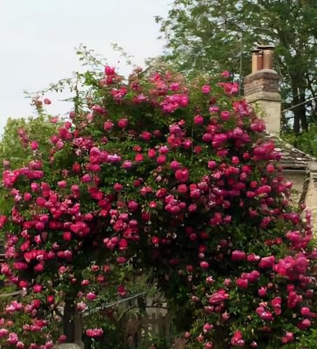Live Red Climbing Rose image