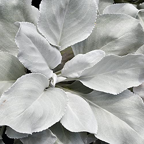 GardenersDream Senecio Angel Wings - Striking Evergreen Perennial & Flowering Garden Plant, Unique Silver Foliage with Outdoor Year-Round Interest - Drought Tolerant (10-20cm Incl. Pot) - 3