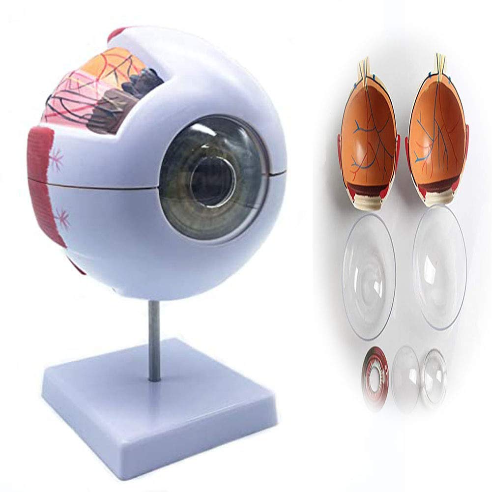 sjdoPulse Human Eyeball Model Eyeball Anatomical Model-For Medical Research and Education