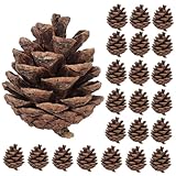 Photo Gallery solustre 30 pezzi coni pino naturali per addobbi natalizi decorazioni per feste invernali e festivo Photo Gallery solustre 30 pezzi coni pino naturali per addobbi natalizi decorazioni per feste invernali e festivo