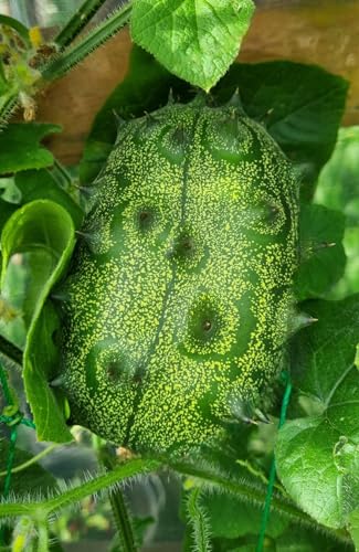 Lot de 10 graines de kiwano/concombre corné Cucumis...