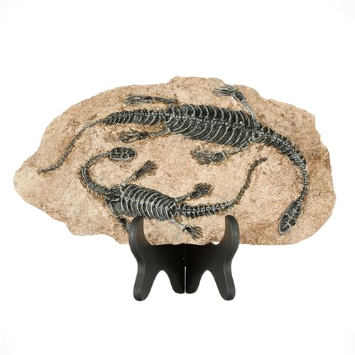 Image of 1st Heaven Resin Dinosaur Fossil Sculpture - Realistic Dinosaur Skeleton for Desk & Wall Display, Prehistoric Jurassic-Era Dino Decor, Unique Gift for Dino Lovers & Home Decor (Plesiosaurus)