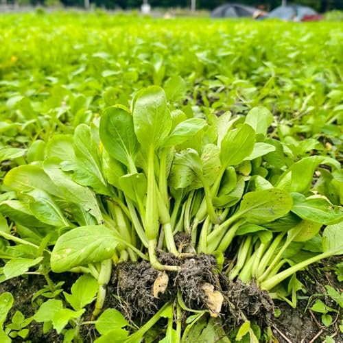 Semi di Pak Choi biologici - varietà antiche senape cinese decorative esotici balcone da appartamento purificatrici dell'aria sul 800pcs