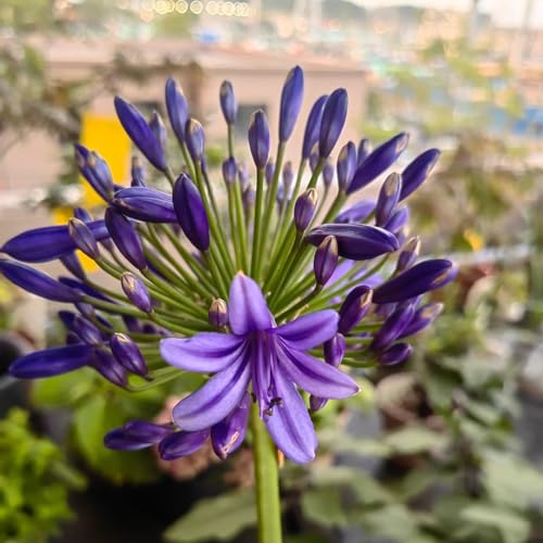 agapanto foglie perenne serrature balcone semi selvatici, semina autunno climpadora balcone serratura semi perenni giardino 500pcs