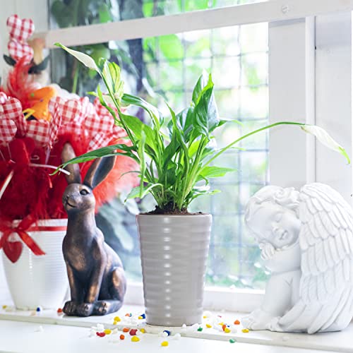 Easy Plants 1 plante de lys Spathiphyllum facile d'entretien avec pot d'arrosage automatique et dessus blanc