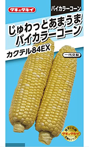 ^LCc Ƃ܂܃oCJ[R[ JNe84EX