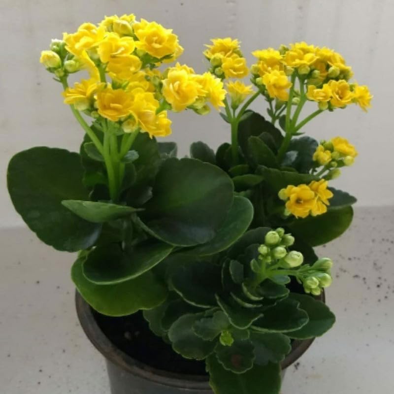 New Kalanchoe, Calanchchu (Double Petal Flower) Live Plant Pack of 1 (B0CRF41KSK) Amazon Price History, Amazon Price Tracker