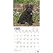 Schnauzer Puppies 2017 Calendar