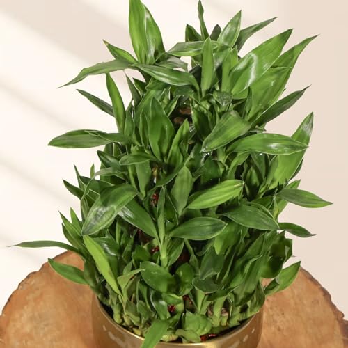 Image of Amulya Farms Live Lucky Bamboo 5 layer plant in Copper Pot | Bamboo Plants for home decoration | Indoor Plants for Home | Ideal for Living room, Balcony, Office desk & Kitchen | Lucky Vastu Plant |