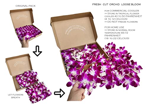 Sunne Tropical Orchidclub Usa Loose Bloom Fresh Orchid Flower Head Diy Lei, Food & Drink Decoration (100 Purple) #TOP1