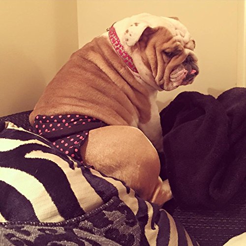 Glenndarcy Hundewindeln - OHNE SCHWANZLOCH - für z.B FRENCHIES und Bulldoggen - Frenchies Medium Long & 2 Washable Pads
