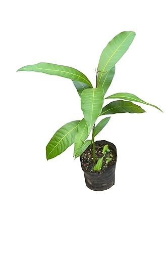 Miniatura 10 de Lavitali, Bolsas de té de diente de león | 120 bolsas, té de hierbas 100% puro | Sin cafeína, bolsa de filtro ecológica | Infusión botánica natural,