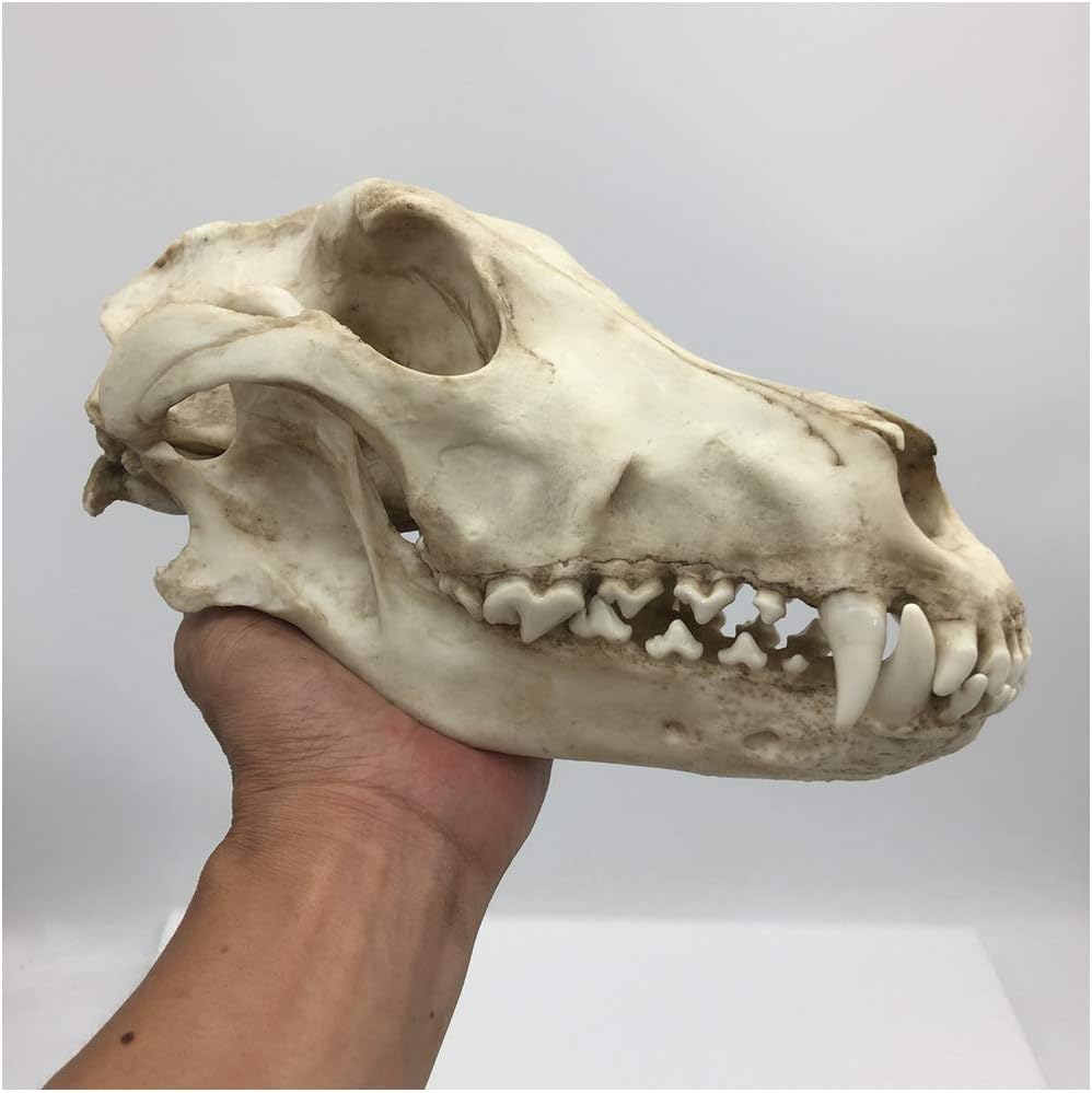 Modelo de Cráneo de Lobo, Réplica Artesanal de Resina de Cráneo de Lobo de Tamaño Real 1:1, Modelo de Cráneo Animal de Alta Simulación, Modelo de Cabeza de Cráneo de Lobo Realista, para Enseñanza