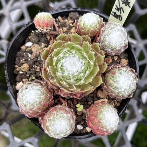 その他多肉植物 Natural 5156qeZaeYL.jpg