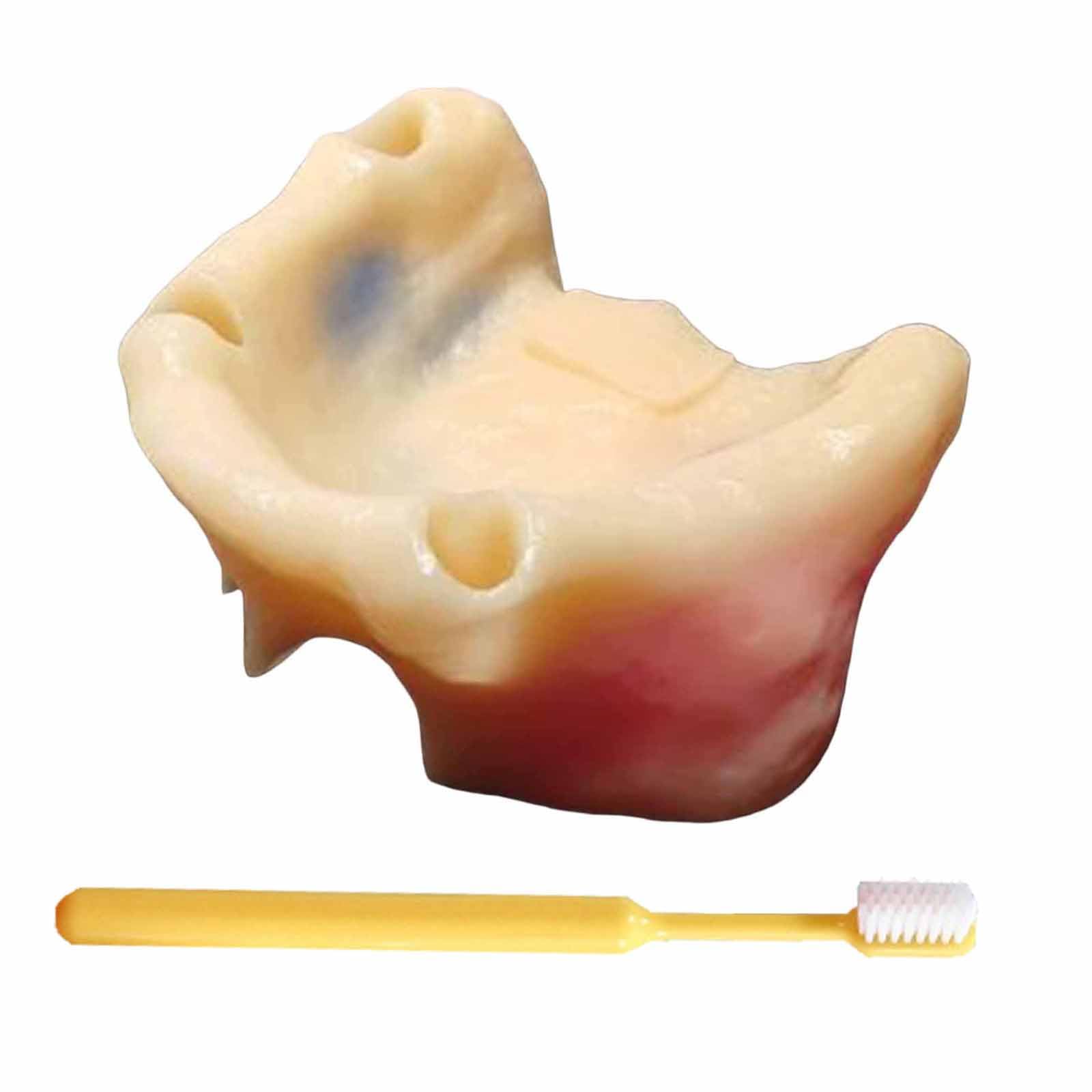 YRQMGSF Maxillary Teaching Elevation Practice Tooth Model Dental Implant Training Practice Maxillary Model for Dental Implant Practice,Flesh,8CM