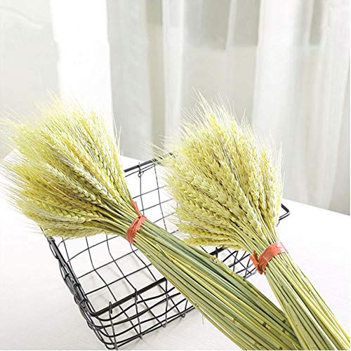 TooGet 100 Stems Dried Wheat Sheaves Stalks Bouquet Bundles, Natural Ear of Wheat Grain Flowers Dry Grass Bunch DIY Arrangements for Home Wedding Store Decorative