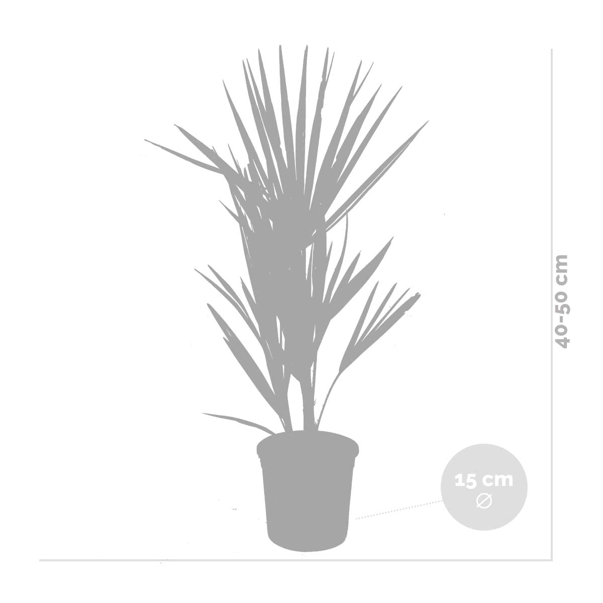 Bloomique - Lot de 2 - Chamaerops Humilis - Palmier nain européen - Palmier rustique - Plantes de jardin - Hauteur 40-50 cm - Pot 15 cm