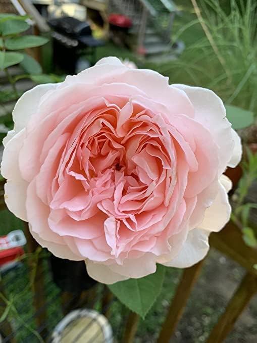 Votaniki Parfuma Bliss Rose Plant Dwarf Double Rose Bush Double Floribunda Rose - Live Fragrant Plants for Outdoors, Pink Own Root Bushes for Planting, 1 Gallon Potted Outdoor Flowers Parfuma
