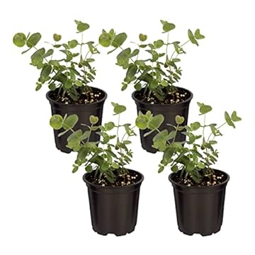 Top Indoor Plants That Transform Your Space and Clean the Air 3 best indoor plant to purify air and smell