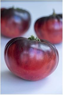 PREMIER SEEDS DIRECT Tomato - Indigo - Blue Beauty - 10 Finest Seeds