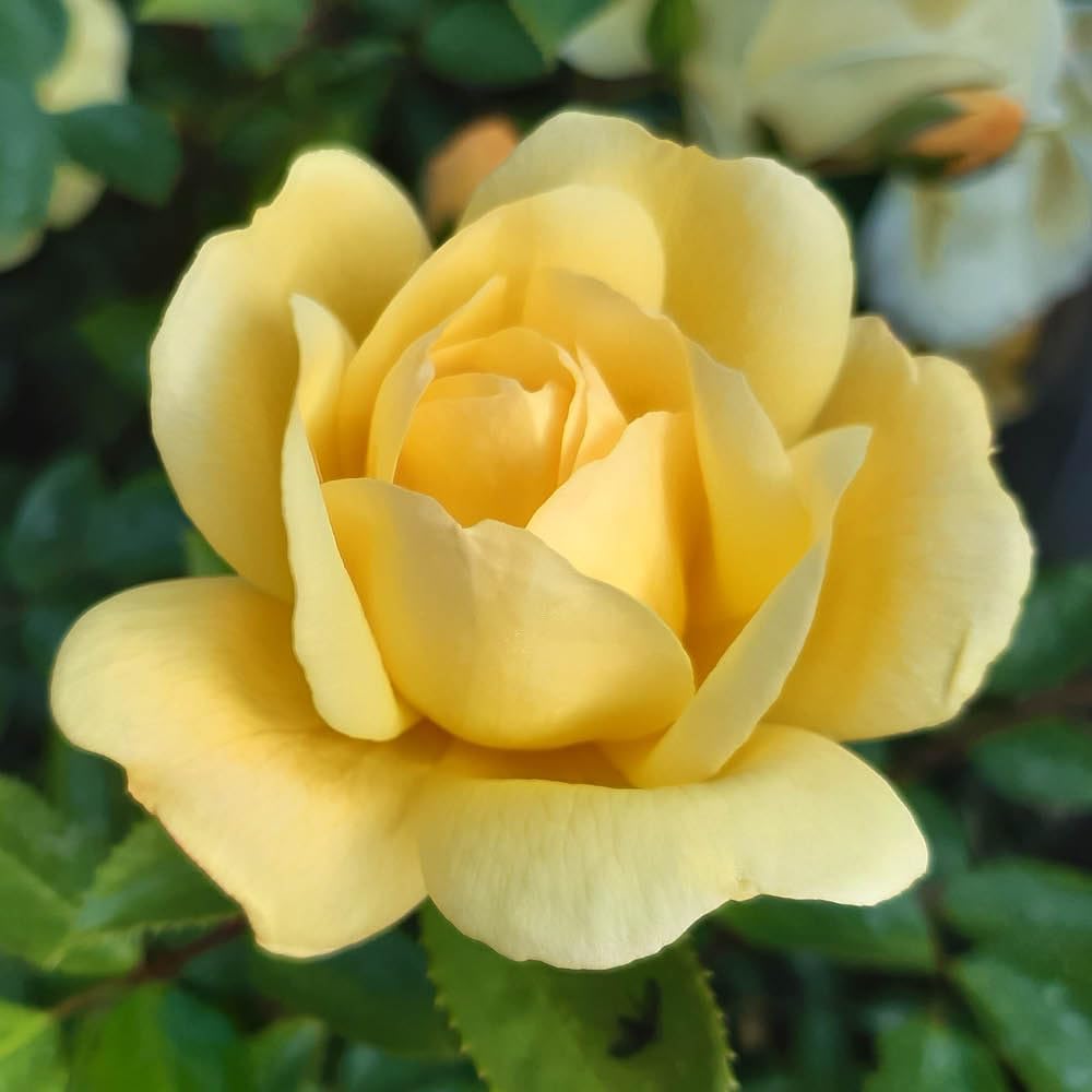YouGarden Harkness Roses 'Margarette Golding' Rose in 4 Litre Pot
