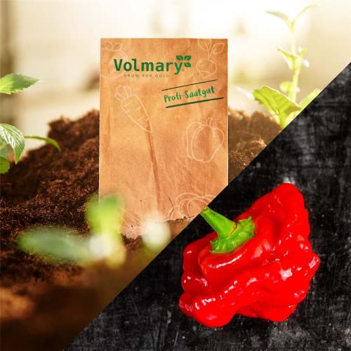 Chili 'Animo® Red' - Portion Samen - Image 3