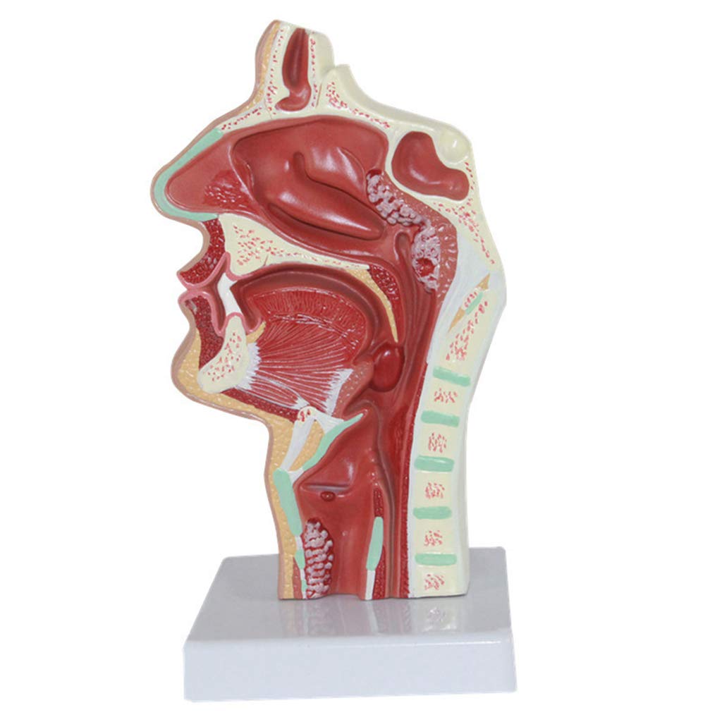 Sjdopulse Cup A Human Nose And Throat Disease Model Nasal Pathology Model- Esophageal Respiratory Tract Medical Teaching Model - For Medical Teaching Demonstration (A)