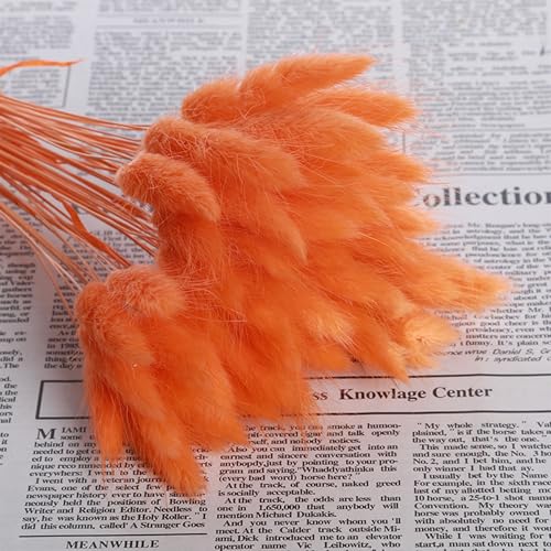 Orange Bunny Tails flores secas naturales 120 piezas miniatura 3
