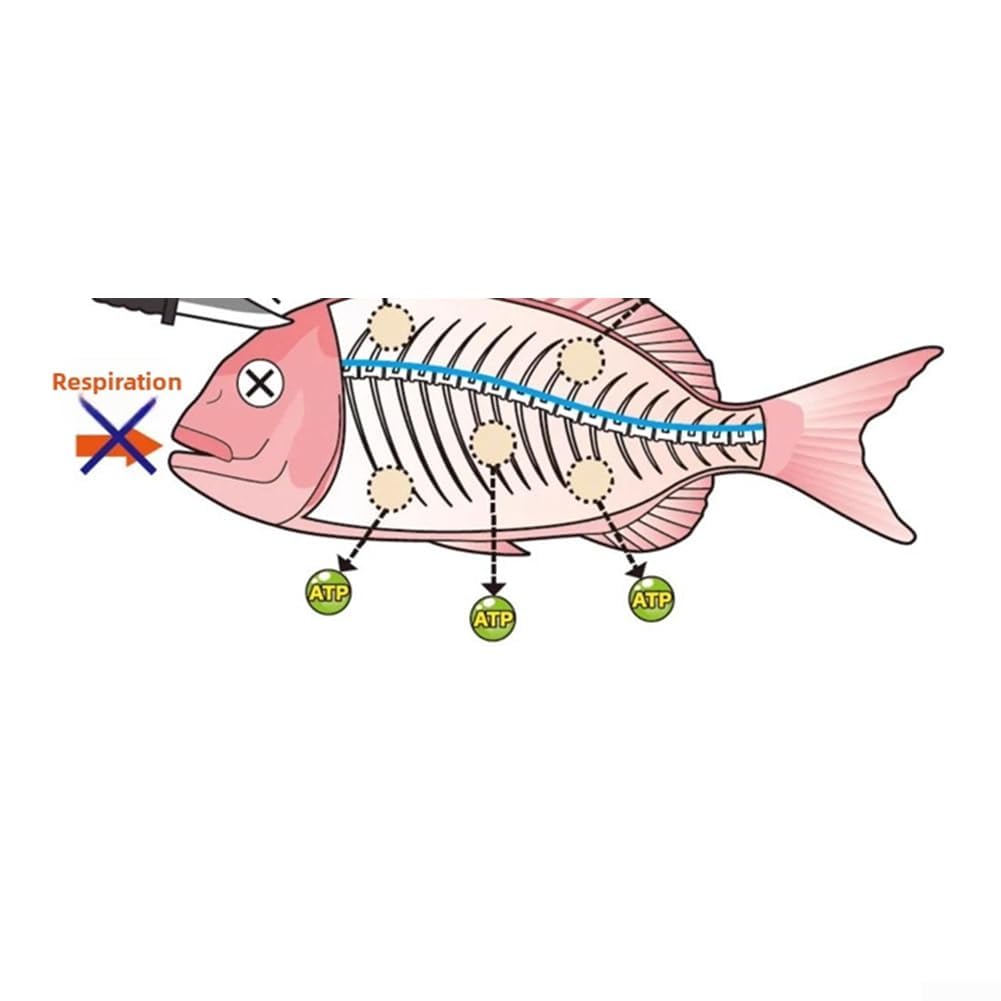 Ikejime - Kit con fili in acciaio inox, 1000 mm e 1300 mm, super lungo, per pesca in mare, tonno e sgombro, con manico in PVC per mantenere la freschezza della carne (blu)