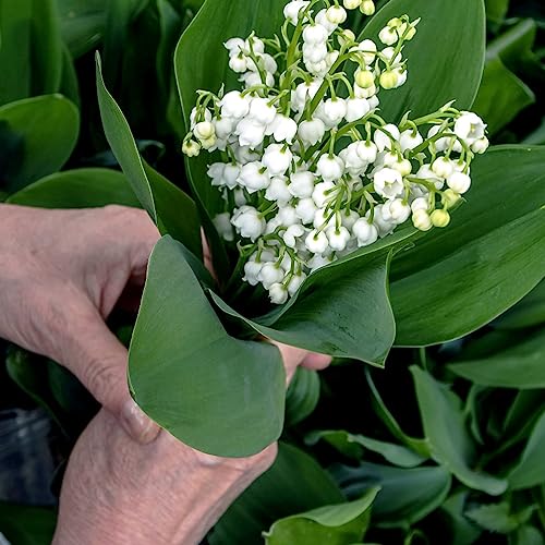 5 piezas bulbos de plantas de lirio de los valles - macetas plantas de interior jardinería urbana, flor winterlings bulbos perenne planes de plantas
