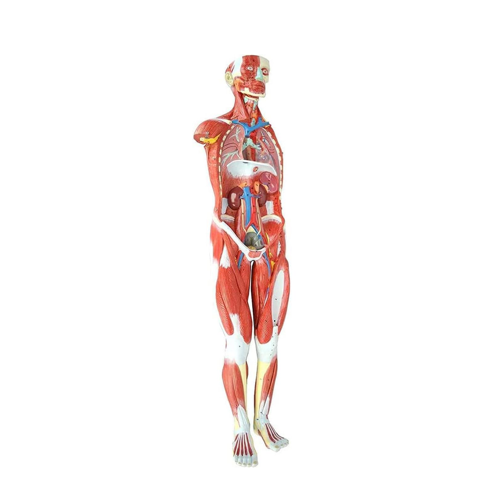 YNIYUJKL Organ Model Human Muscle And Organ Model Skeleton Model With Removable Organs And Muscle Anatomy, For Medical Educational Training Anatomy Model