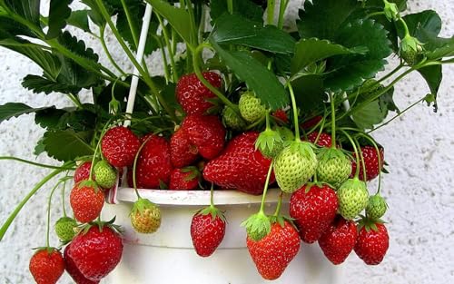 Image of Red Gauntlet Strawberry Live Fruit Plant | Hybrid Variety for Home Garden | High Yield | Fast Growing Healthy Sapling | Live Plant for Terrace, Balcony & Backyard Gardening - Pack of 1
