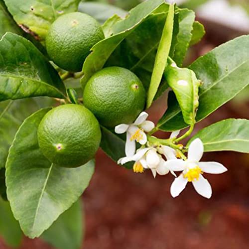 Fruit Seeds For Planting Key Lime Tree Seeds 5 Pcs Heirloom Organic Acid Lime, West Indian Lime, Bartender's Lime, Mexican Omani Lime, Citrus Seeds Home Garden Outdoor #TOP18
