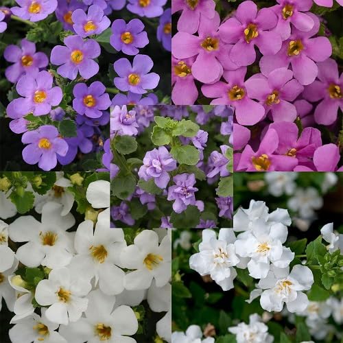 100Pcs Mixed bacopa Flower Seeds