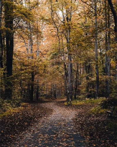 1000 Piece Jigsaw Puzzles for Adults Kids-Park,path,trees 70x50cm