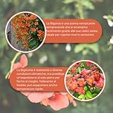 Zoom IMG-2 bignonia campsis radicans madame galen Zoom IMG-2 bignonia campsis radicans madame galen