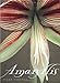 Produktbild Amaryllis