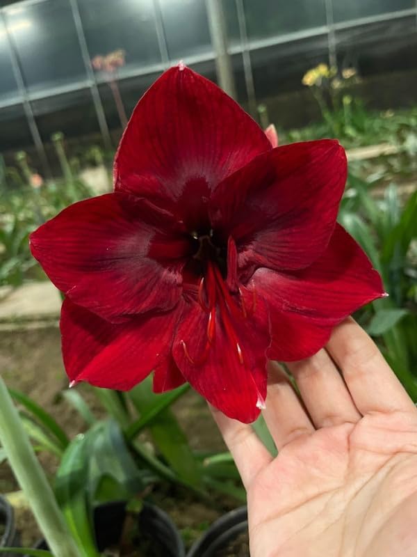 � Imported Amaryllis Lily Dark Red Color Flower Bulbs For Gardening (Pack Of 5 Bulbs)